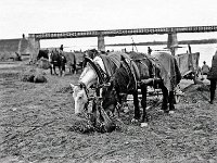 Trnje, utovarivanje pijeska i šljunka 1930. godine (Foto Vladimir Horvat).jpg